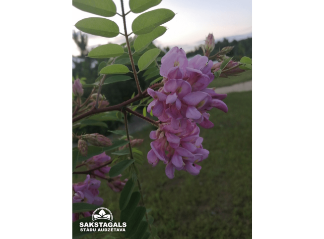 Robinia viscosa var. hartwigii